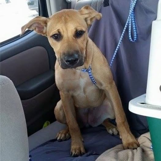 Behind the dogs in the pictures below are touching stories that brought me to tears, I think when you see it you will too…13