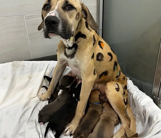 Behind the dogs in the pictures below are touching stories that brought me to tears, I think when you see it you will too…30