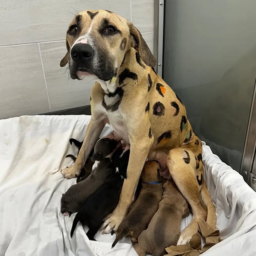 Behind the dogs in the pictures below are touching stories that brought me to tears, I think when you see it you will too…30