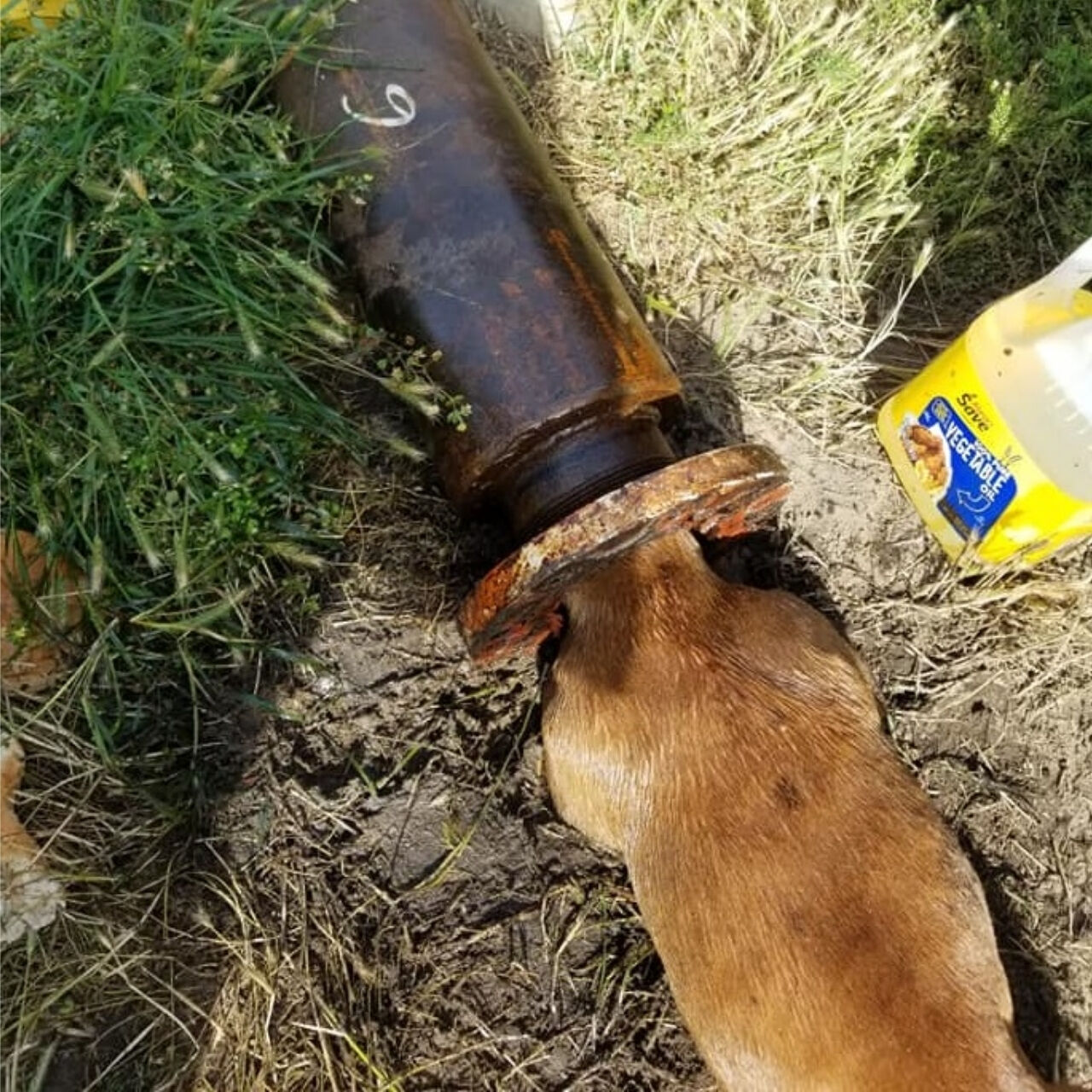 If You Think These Are Just Cute Dog Photos, Think Again