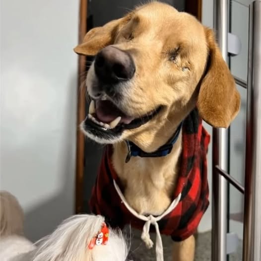 Behind the dogs in the pictures below are touching stories that brought me to tears, I think when you see it you will too…19