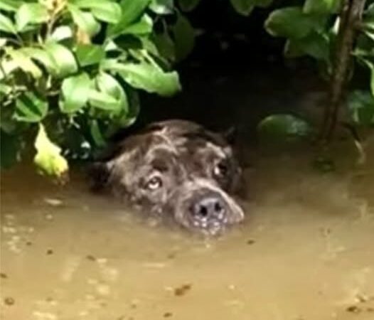 Behind the dogs in the pictures below are touching stories that brought me to tears, I think when you see it you will too.