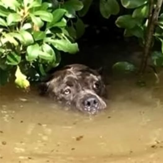 Behind the dogs in the pictures below are touching stories that brought me to tears, I think when you see it you will too.