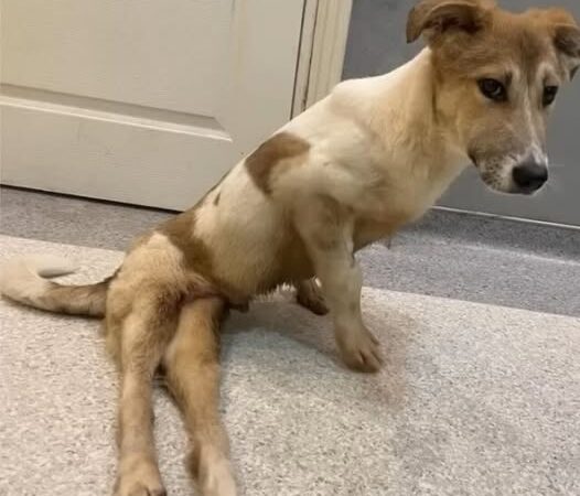 Behind the dogs in the pictures below are touching stories that brought me to tears, I think when you see it you will too…18