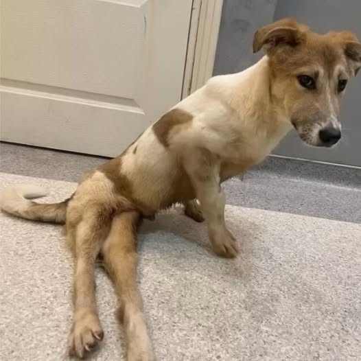 Behind the dogs in the pictures below are touching stories that brought me to tears, I think when you see it you will too…18