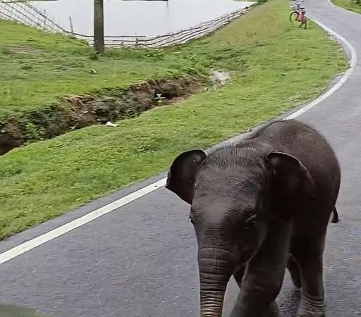 Lost and Afraid, a Baby Elephant Approaches Humans—And What Happens Next Will Warm Your Heart…f
