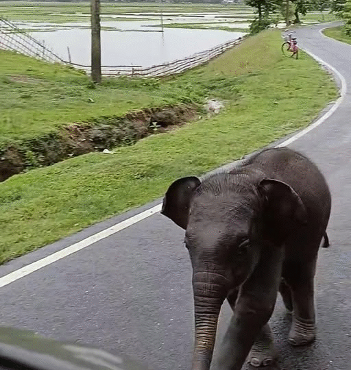 Lost and Afraid, a Baby Elephant Approaches Humans—And What Happens Next Will Warm Your Heart…f