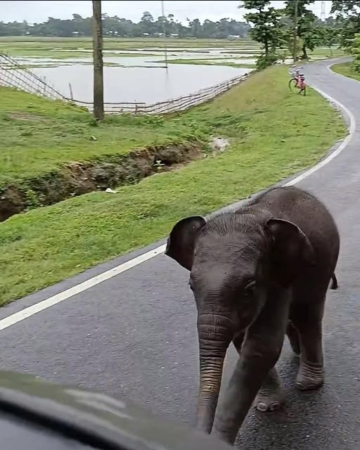 Lost and Afraid, a Baby Elephant Approaches Humans—And What Happens Next Will Warm Your Heart…f