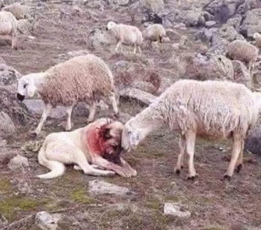 The Silent Bond: A Sheepdog’s Battle and a Flock’s Gratitude..f