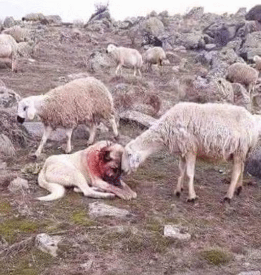 The Silent Bond: A Sheepdog’s Battle and a Flock’s Gratitude..f