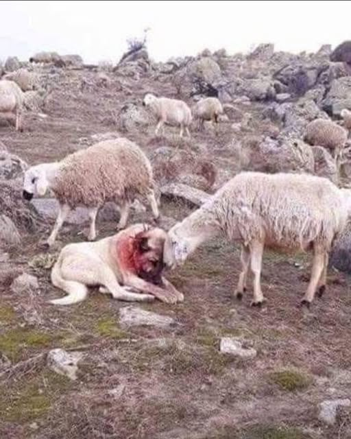 The Silent Bond: A Sheepdog’s Battle and a Flock’s Gratitude..f