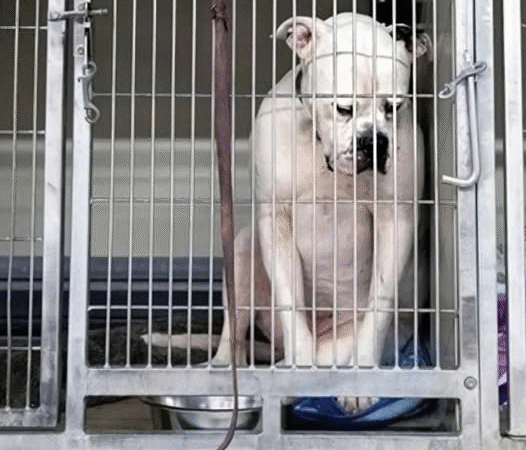 Seventy Days of Waiting: How a Forgotten Dog Found His Forever Home