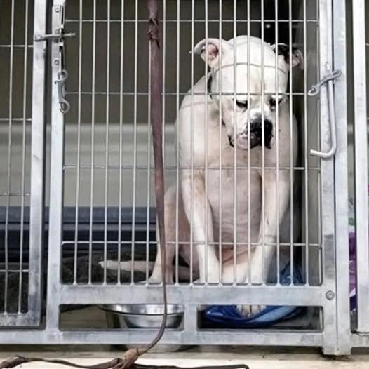 Seventy Days of Waiting: How a Forgotten Dog Found His Forever Home