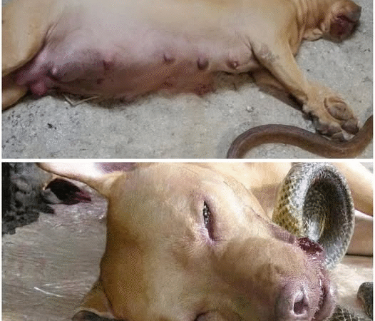 Pregnant Dog Dies Protecting Family’s Baby