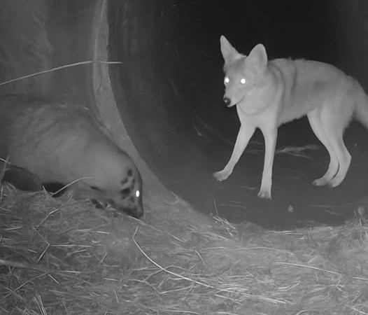 The Fox and the Badger: A Friendship That Defied the Wild