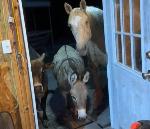 The Night the Neighbors’ Animals Came to Visit