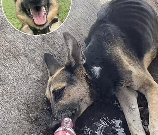 From Desperation to Joy: A Dog’s Journey to a New Life