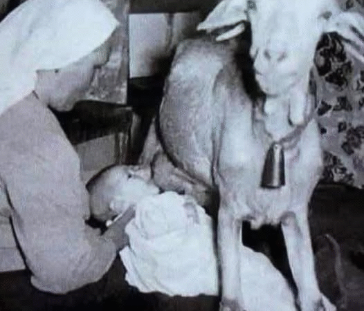 The Goat That Saved a Life: A Forgotten Story of Love and Survival