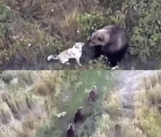 When the Husky Met the Bear: A Story of Unexpected Friendship