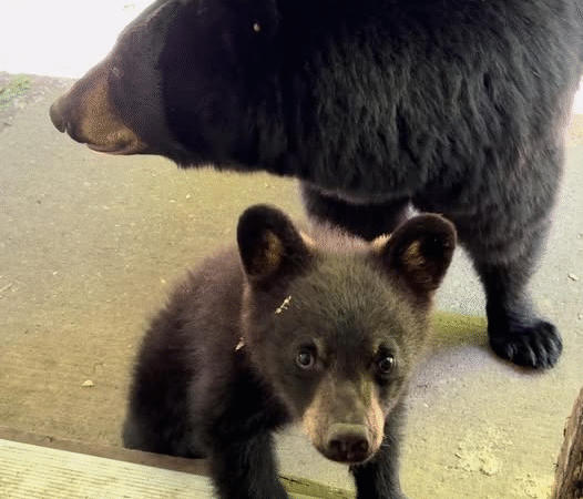A Bond Beyond Fences: The Bear Who Came Home