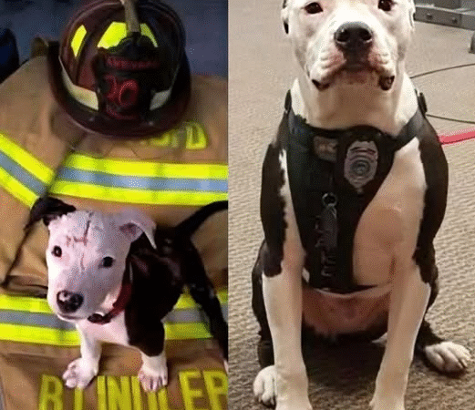 From Ashes to Honor: The Incredible Journey of Jake the Firehouse Dog