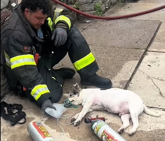 A Firefighter’s Choice: Losing a Job but Saving a Life