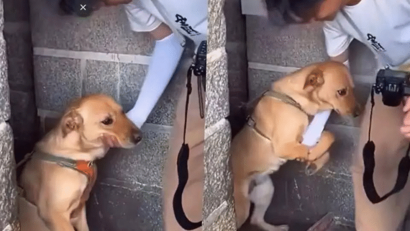 A Journalist’s Unexpected Companion: The Dog Who Refused to Let Go