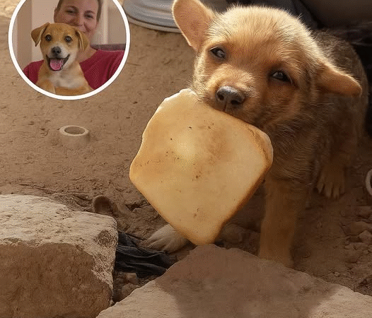 The Puppy with a Slice of Bread: How a Chance Encounter Changed Two Lives Forever