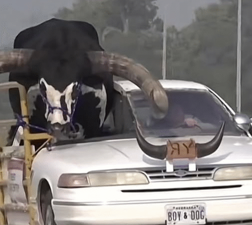 The Man Who Drove Through a Flood With His Best Friend
