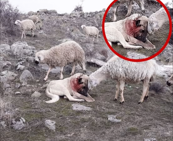 The Night the Dog Saved the Flock