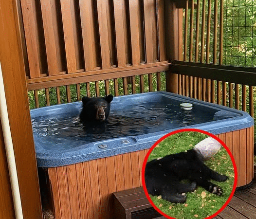 The Hot Tub Bear: An Unlikely Friendship in the Smoky Mountains