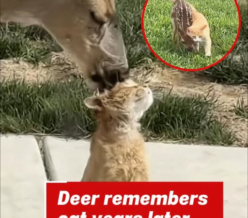 When a Fawn Returns: An Unlikely Friendship Between a Cat and a Deer