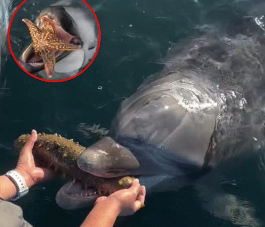 The Dolphin Who Never Forgot: A Tale of Gratitude Beneath the Waves