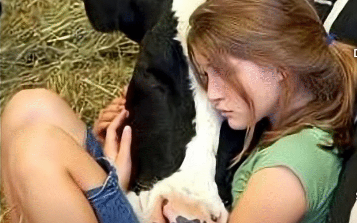The Cow Who Became a Guardian Angel in a Montana Blizzard