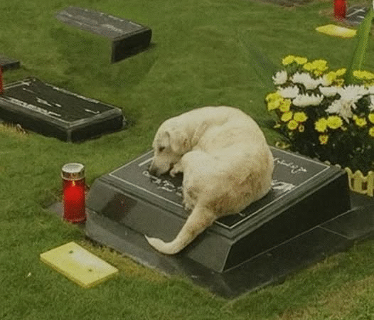 The Loyalty That Never Leaves
