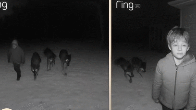 KID SURVIVES IN WOODS THANKS TO PACK OF WOLVES
