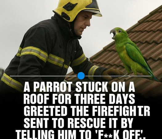 Foul-Mouthed Feathered Friend Rescued in London
