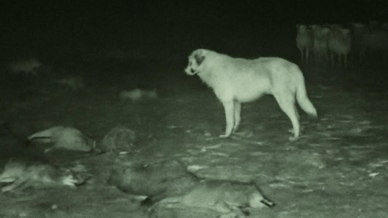 The Lone Guardian: How Kodiak Defended the Herd Against All Odds