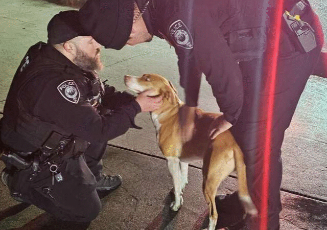Lucy the Hero: How One Dog’s Bark Prevented a Tragedy