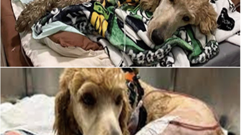 A Love That Walks Again: The Story of Dylan, Emily, and Acklin