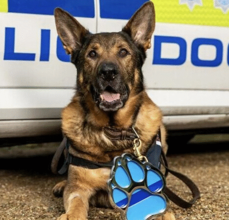 The Retired Police Dog Who Never Stopped Saving Lives