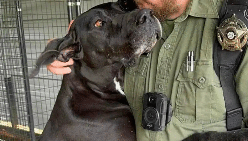 From Fear to Forever: The Journey of Two Resilient Great Dane Sisters