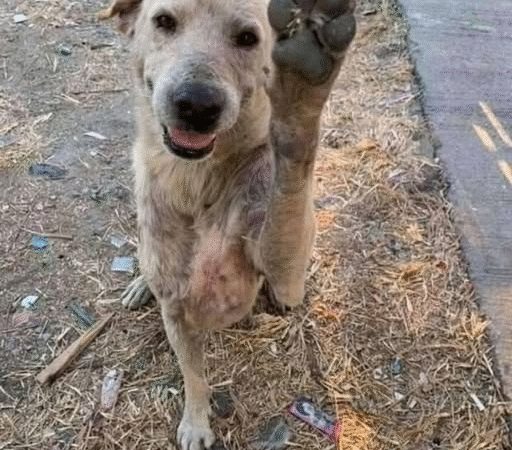 The Stray Who Taught Me How to Love