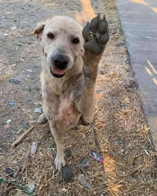 The Stray Who Taught Me How to Love