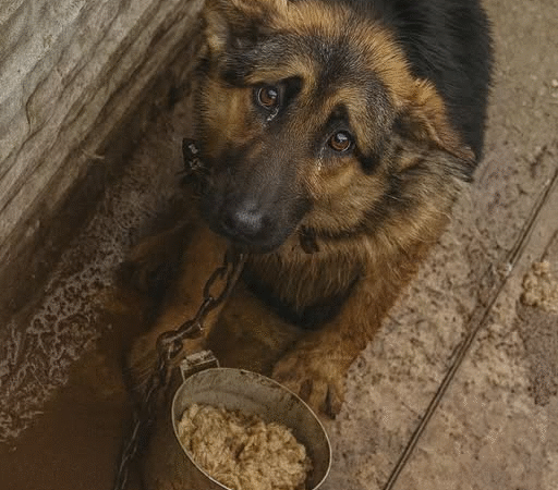 Alpha’s Journey: From Neglect to Unbreakable Spirit