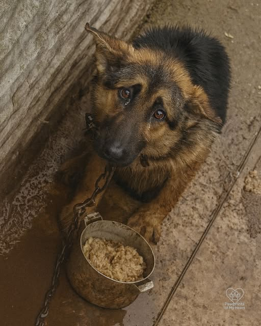 Alpha’s Journey: From Neglect to Unbreakable Spirit
