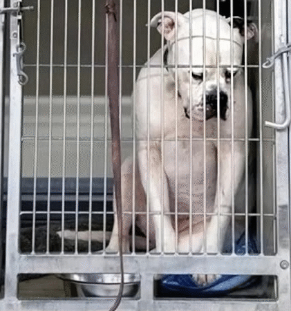 The Day He Was Finally Seen: A Dog’s Journey from Waiting to Belonging