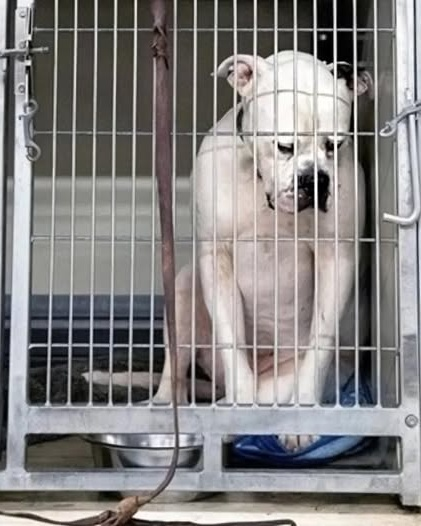 The Day He Was Finally Seen: A Dog’s Journey from Waiting to Belonging