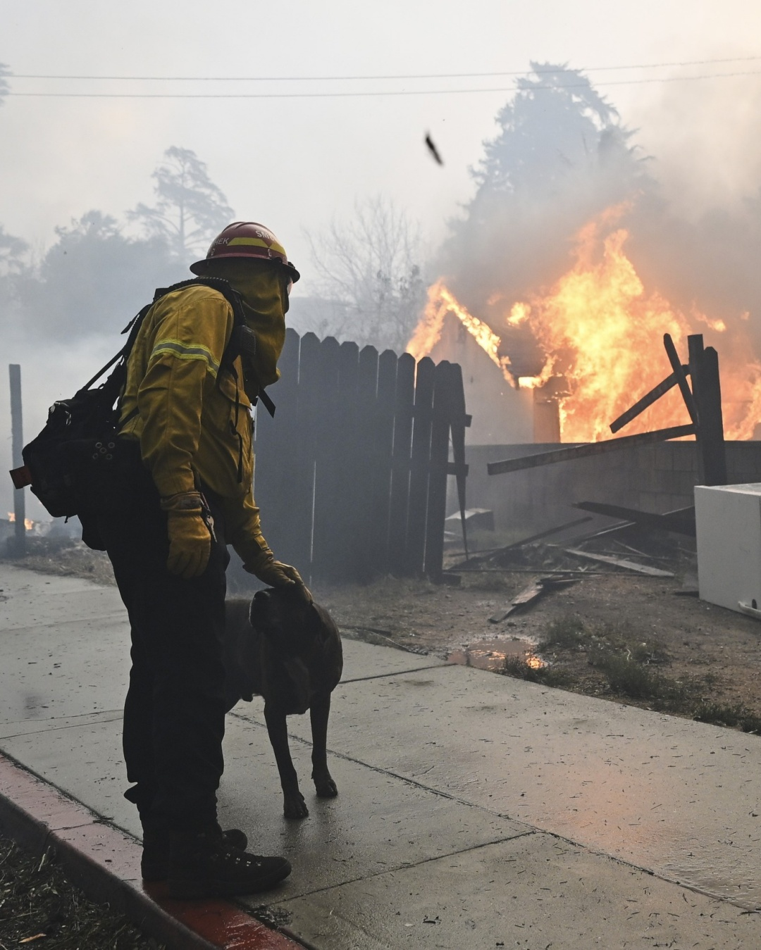 A Flame of Hope: The Dog Rescued Amid the Wildfires