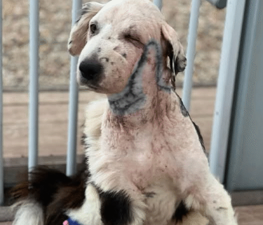 From Abandonment to Belonging: Chito’s Journey to a Loving Home